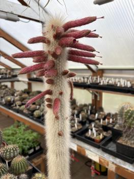 Cleistocactus strausii